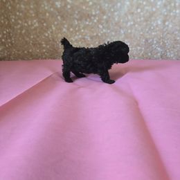 Jasmine - Black Poodle puppy in Covington, Virginia from A  Gift from above kennel,  LLC