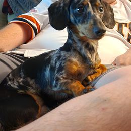 Dachshund All Grown Up from Sausage Squad Kennels