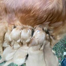 Golden Retriever Puppies from Rowan Retrievers