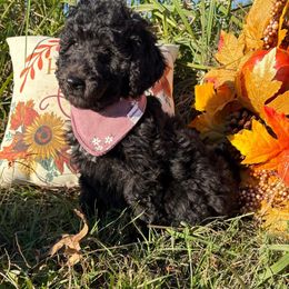 Aelin - Black female Labradoodle puppy in Watertown, Tennessee from PawfectBud