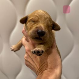 Pink Collar - Dark golden female Golden Retriever puppy in Turtlepoint, Pennsylvania from Allegheny River Retrievers