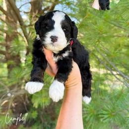 Campbell - Tri-color male Bernedoodle puppy in Wamego, Kansas from Doodles of Oz