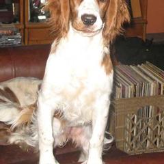 Welsh Springer Spaniel Puppies from Fireside Welsh Springer Spaniels