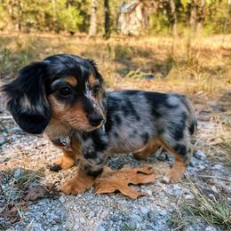 Jasmine - Dapple female Dachshund puppy in Mountain Home, Arkansas from The Teacup Homestead Miniature Dachshunds