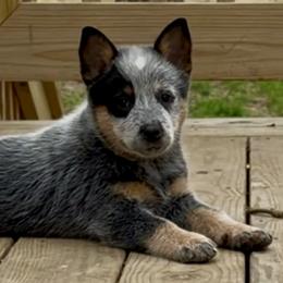 Ace - male Australian Cattle Dog puppy in Devalls Bluff, Arkansas from Coolhand's Australian Cattle Dogs