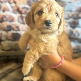 Curios George - Apricot male Goldendoodle puppy in Corona, California from SoCalFamilyFrenchies, Doodles and more