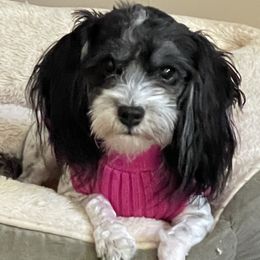 joy - Havanese