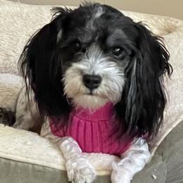 joy - Havanese