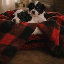 Papillon Puppies from Wendy’s Wings