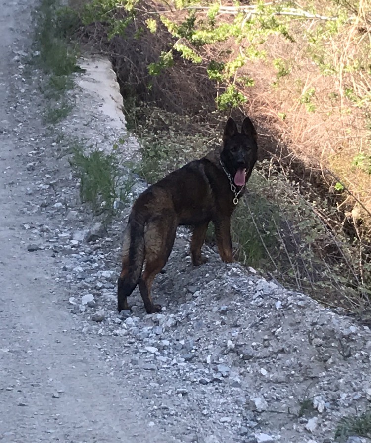 German Shepherds from Working Line Czech/East German Shepherds and French Bulldogs