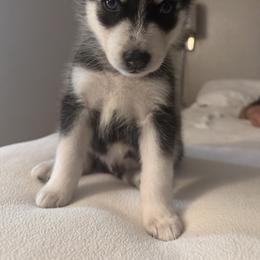 Siberian Husky Puppies from Riri’s Huskies