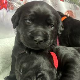 Girl #4 - Labrador Retriever puppy from Wolf Mountain Kennel