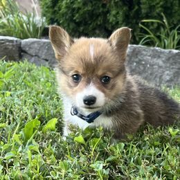 Lucy - White and red female Pembroke Welsh Corgi puppy in Fayetteville, Tennessee from Sulphur Springs Corgis