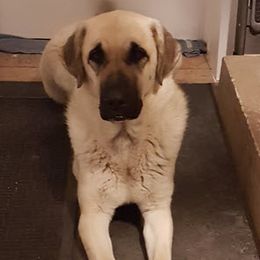 Aspen - Anatolian Shepherd Dog
