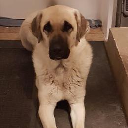 Aspen - Anatolian Shepherd Dog