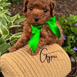 Bernedoodle, Cavalier King Charles Spaniel, Cavapoo, Goldendoodle, and Poodle Puppies from Gypsi Doodles & Poodles LLC.