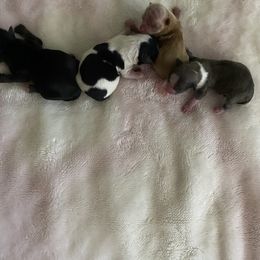 Ace - Black and white male Chihuahua puppy in Red Bluff, California from Aye Chihuahua