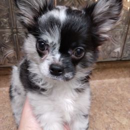 Chihuahua Puppies from Grace & Glory Chihuahuas