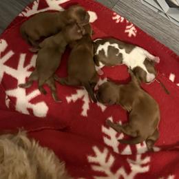 Shih Tzu Puppies from Rustic_Charm_by_Andye