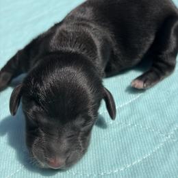 Girl 3 - Black and tan female Dachshund puppy in Columbiana, Alabama from Tonya's Dachshunds