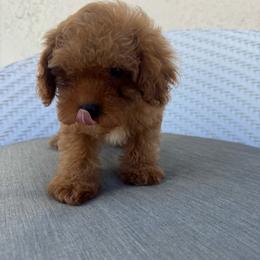 Bingo - Red  male Goldendoodle puppy in Davie, Florida from Daviegoldendoodles