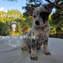 Orange - Blue male Australian Cattle Dog puppy in Silsbee, Texas from Rockin ND Ranch