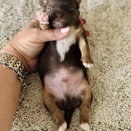 Chihuahua Puppies from Luxe Paradise House of Chi