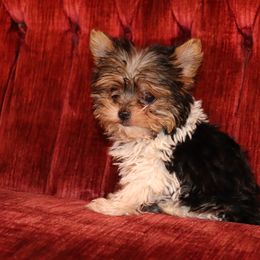 Yorkshire Terrier Puppies from Peggy's Yorkies