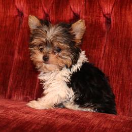 Yorkshire Terrier Puppies from Peggy's Yorkies