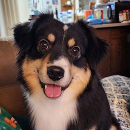 Vinny - Miniature American Shepherd