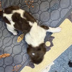 Boy 2 - male Newfypoo puppy in San Antonio, Texas from Mammoth Doodles