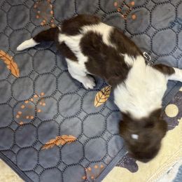 Boy 2 - male Newfypoo puppy in San Antonio, Texas from Mammoth Doodles