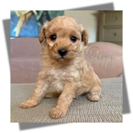 Poppy - Cream female Yorkipoo puppy in Dothan, Alabama from Emerald City Poodles & Doodles