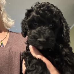 Milo - Black male Goldendoodle puppy in Waynesboro, Virginia from Forest Creek Kennel