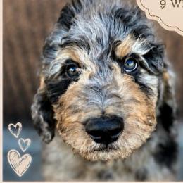Flint - Merle male Saint Berdoodle puppy in Beach, North Dakota from Badland St. Berdoodles LLC