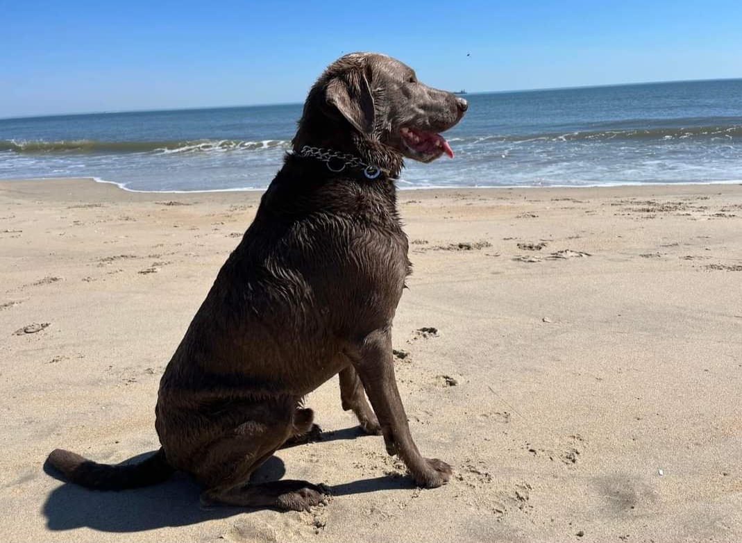 Dilute Retriever and Labrador Retriever All Grown Up from Southernend Silvers