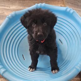 Faith (Red collar) - Black female German Shepherd puppy in Columbus, Indiana from Stony Lonesome GSD