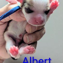 Albert - Fawn male Havanese puppy in Spring Lake, Michigan from Chaenzo