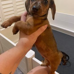 Dachshund Puppies from Slinky’s Dachshunds