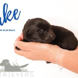 Labrador Retriever Puppies from AGL Retrievers