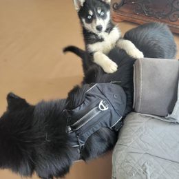 Siberian Husky Puppies from Candace Bordas