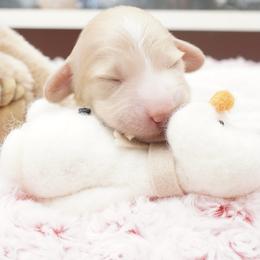 Olaf - Cream male Dachshund puppy in Big Rapids, Michigan from 30 Acre Woods Dachshunds