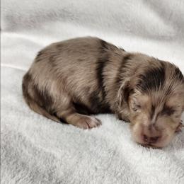 Todd - Dapple male Dachshund puppy in Anaconda, Montana from Williams Family Dachshunds