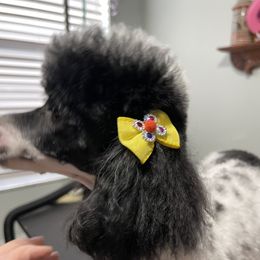 Pixie - Poodle