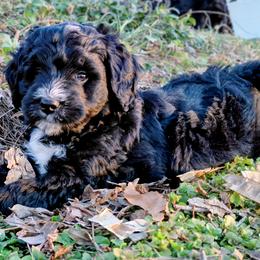 Assorted Doodle Crosses Puppies from Southern Star Goldendoodles