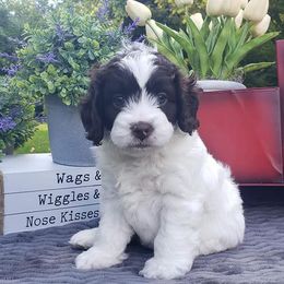 Cockapoo, Cocker Spaniel, and Goldendoodle Puppies from Robbin's Treasures