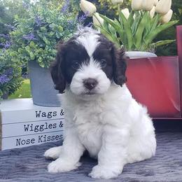 Cockapoo, Cocker Spaniel, and Goldendoodle Puppies from Robbin's Treasures