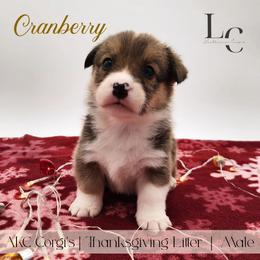 Cranberry - Red male Pembroke Welsh Corgi puppy in Pine Village, Indiana from NL Horsemanship