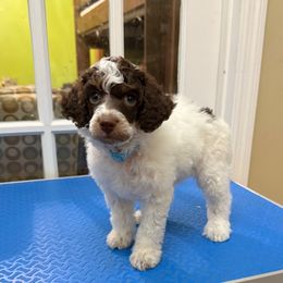 Olaf - Phantom male Poodle puppy in Huntsville, Alabama from Flint River Poodles