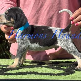 Maverick - Blue ticked and tan male Bluetick Coonhound puppy in Mount Pleasant, Texas from Harmons Hounds